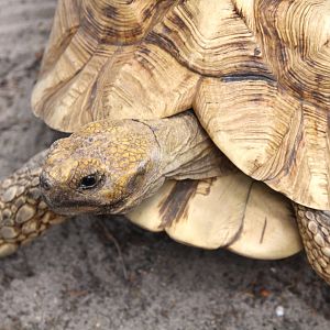 Iguana Cabana - African Spurred Tortoise