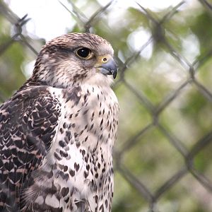 Lanner x Saker Falcon Hybrid
