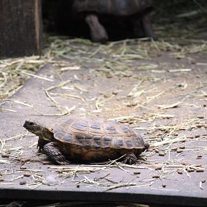 Iguana Cabana - Russian Tortoise