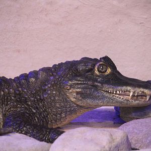 Reptile House - Spectacled Caiman