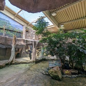 Wetland - Jaguar Exhibit