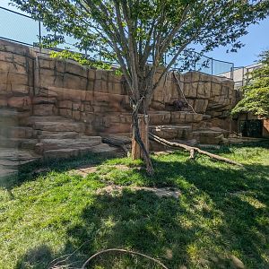 Japanese Serow Exhibit