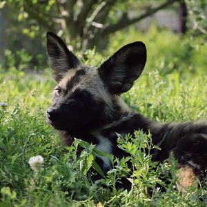 African Wild Dog
