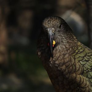 Kea