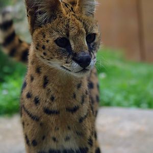 Serval