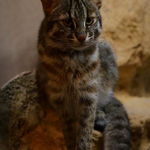 Forest OF The Conservation - Tsushima Leopard Cat