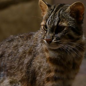 Forest OF The Conservation - Tsushima Leopard Cat