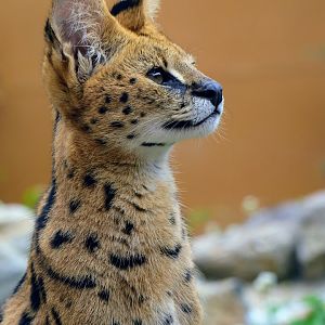Serval