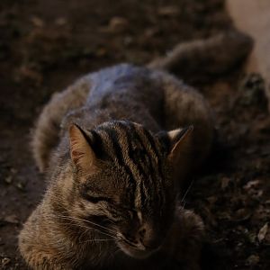 Forest Of The Conservation - Amur Leopard Cat