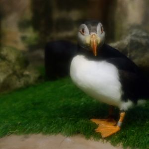 Penguin Village - Atlantic puffins