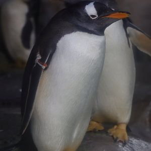 Penguin Village - Antarctic Gentoo Penguin