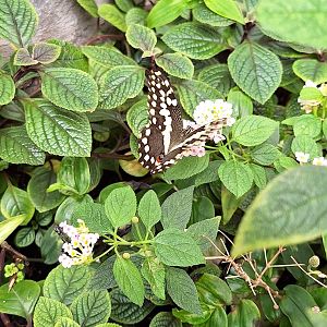 Butterfly ID - Lakeland Wildlife Oasis, Milnthorpe, UK