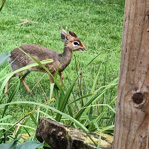 Kirk's Dik-Dik