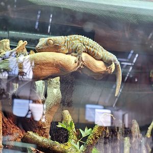 Tokay Gecko