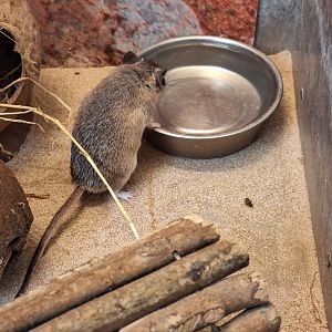 Cairo Spiny Mouse
