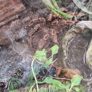 Brazilian Salmon Pink Tarantula