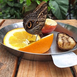 Giant Owl Butterfly