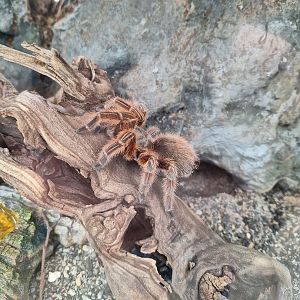 Chilean Rose Tarantula