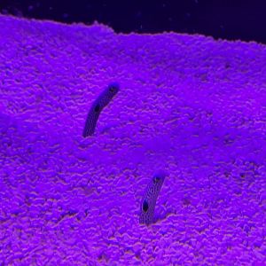 Spotted Garden Eels