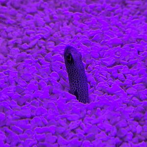 Spotted Garden Eel
