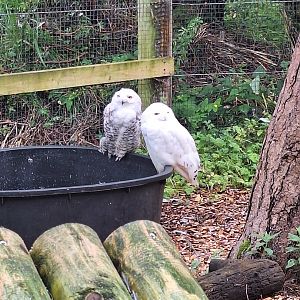 Snowy Owls