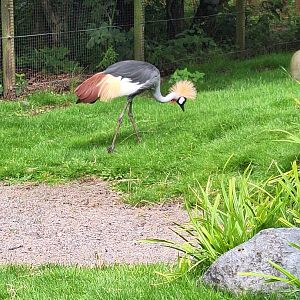 Grey Crowned Crane