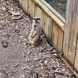Meerkat