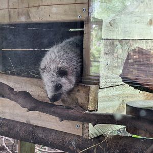 Northern Luzon Giant Cloud Rat