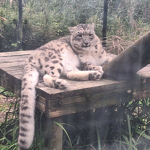 Snow Leopard