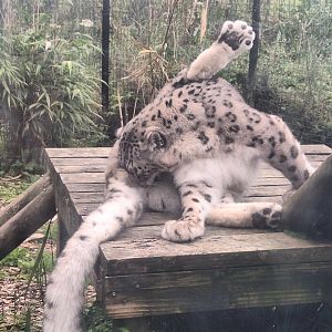 Snow Leopard