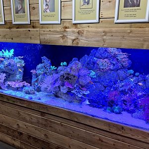 Coral Reef Tank