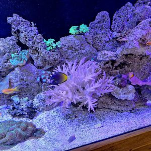 Coral Reef Tank