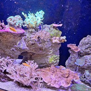 Coral Reef Tank