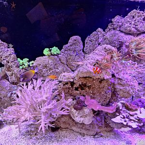 Coral Reef Tank