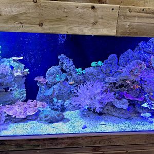 Coral Reef Tank