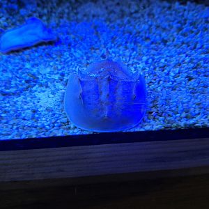Horseshoe Crab