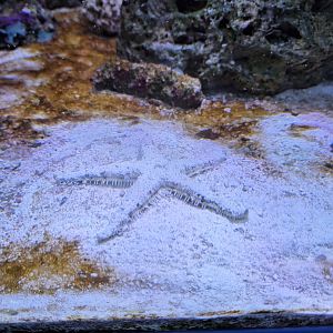 Sand-Sifting Starfish