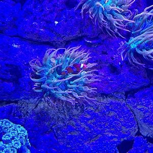 Clownfish and Anemone