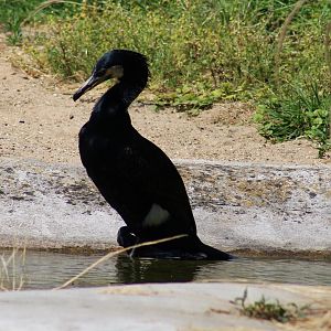 Great cormorant