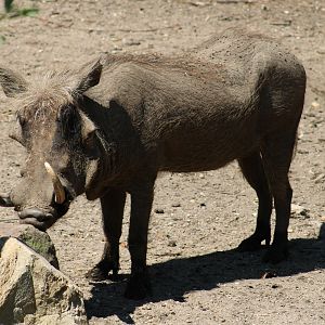 Warthog
