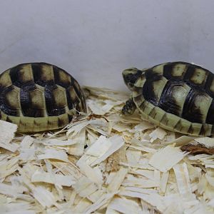 Testudo marginata - juveniles