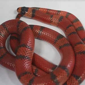 Lampropeltis hondurensis tangerine