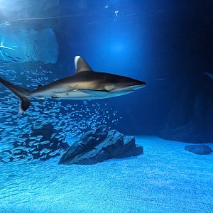 Predators of the Deep - Silvertip shark