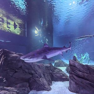 Predators of the Deep - Tiger Shark