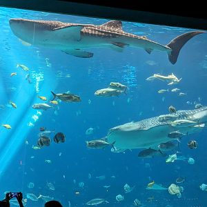 Ocean Voyager - Whale sharks