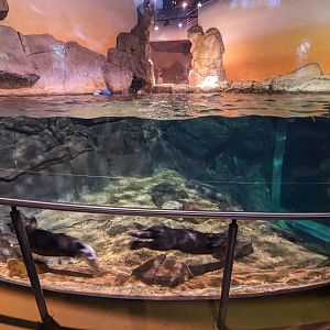 Cold Water Quest - Southern sea otters