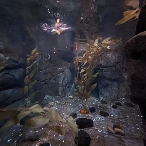 Cold Water Quest - Puffin water view