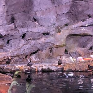 Cold Water Quest - Puffin above water view