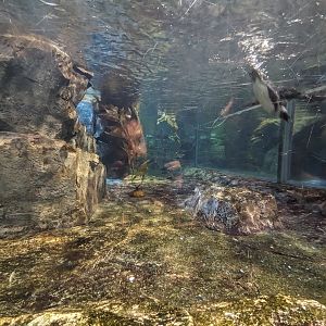 Cold Water Quest - African penguins