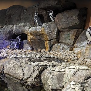 Cold Water Quest - African penguins